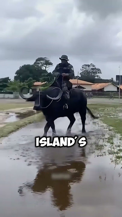 Why Police Ride Buffaloes in Brazil #shorts #interesting