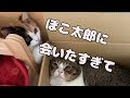 ぽこ太郎に会いたすぎて