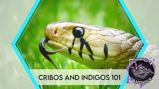 Cribo and Indigo Snakes 101 | Drymarchon Care Guide |  Creatures of Nightshade