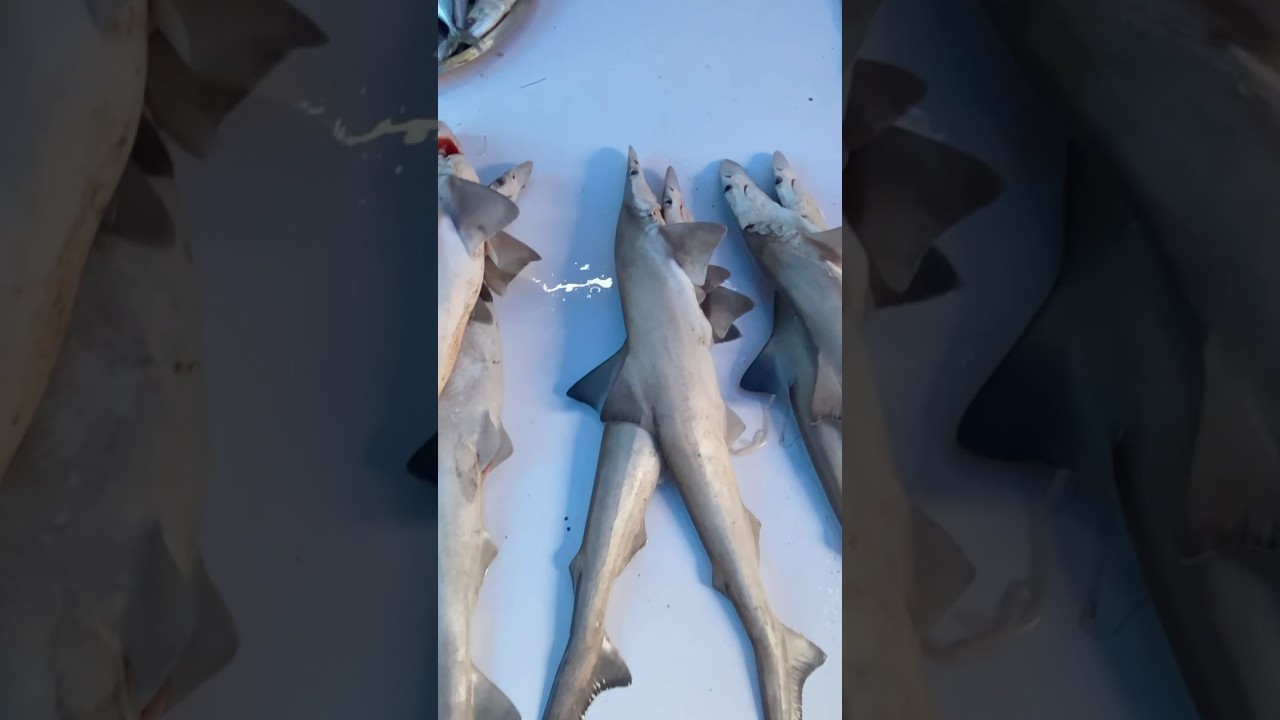 Mori Fish Baby shark fish मोरी मासा