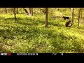 Mama Bear And Her 4 Cubs 5 7 2026 