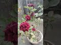kisine phool se pucha ll🥀#flowers# beau# natural# shorts