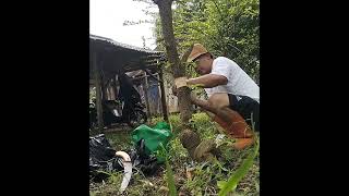 Belajar mencangkok Pohon Asem Jawa #bonsai #bonsaitree #cangkok #tutorial #edukasi