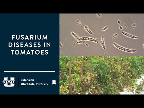 Video: Cucurbit Fusarium seen: Kurgikõrvitsate äratundmine Fusarium Rot'iga