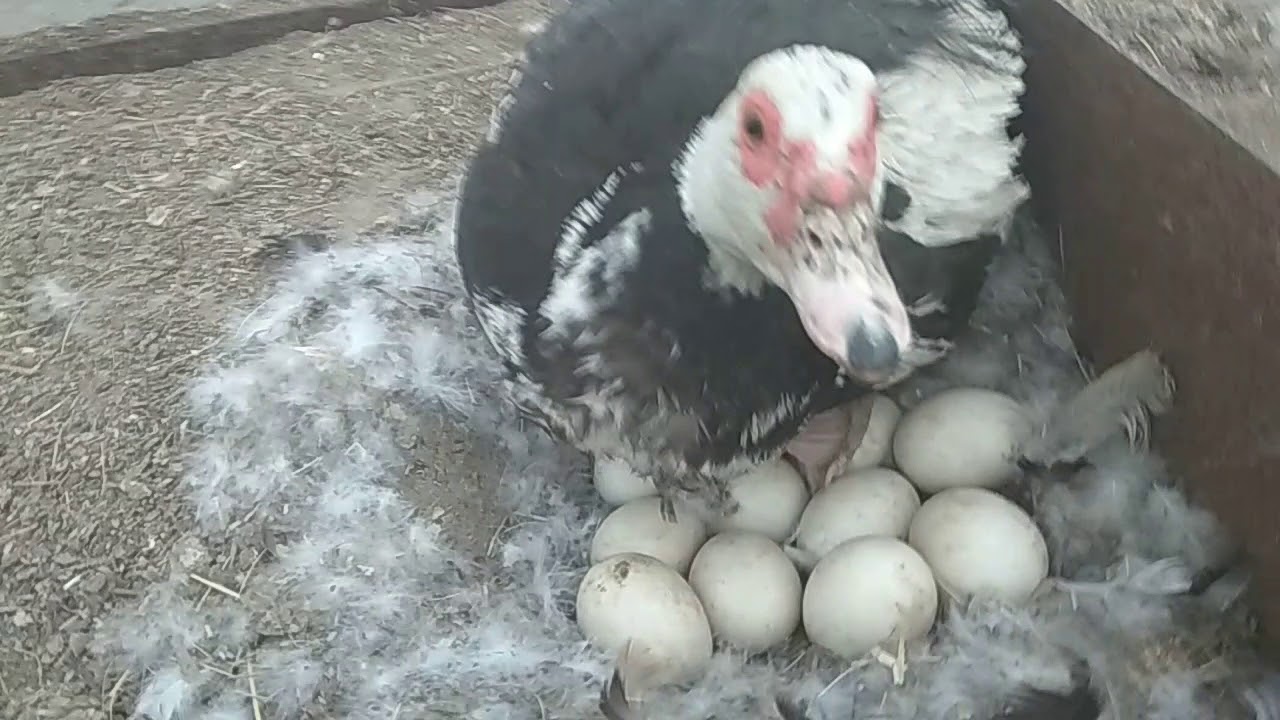 Индоутка когда начинает яйца