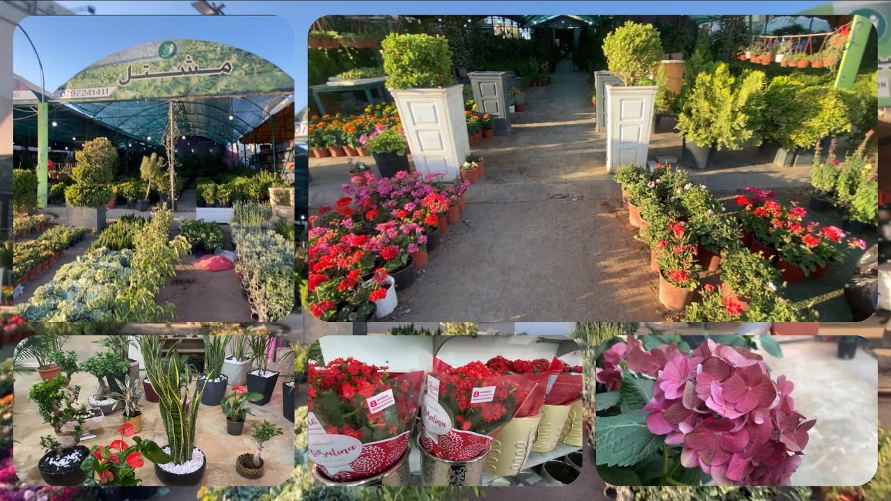 جولة في مشاتل 🎍🪴 عمان الاردن 🇯🇴🤍❤️