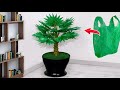 Shopping bag Bismarck Palm - Bismarck Palm making with plastic bag - ব্যাগ দিয়ে নাইস আইডিয়া