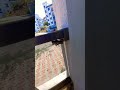 عش دبابير