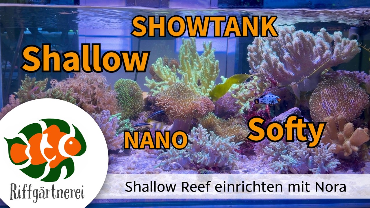 Nano Shallow Reef Showtank einrichten mit Nora