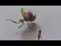 How To Make a Praying Mantis Spread its Wings