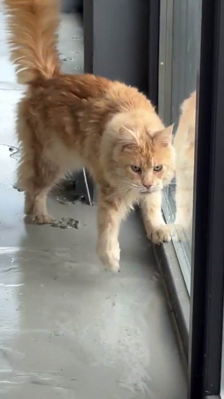 funny cat ? ? ? ? ? ?