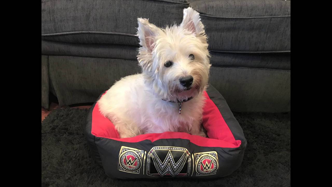 wwe dog bed