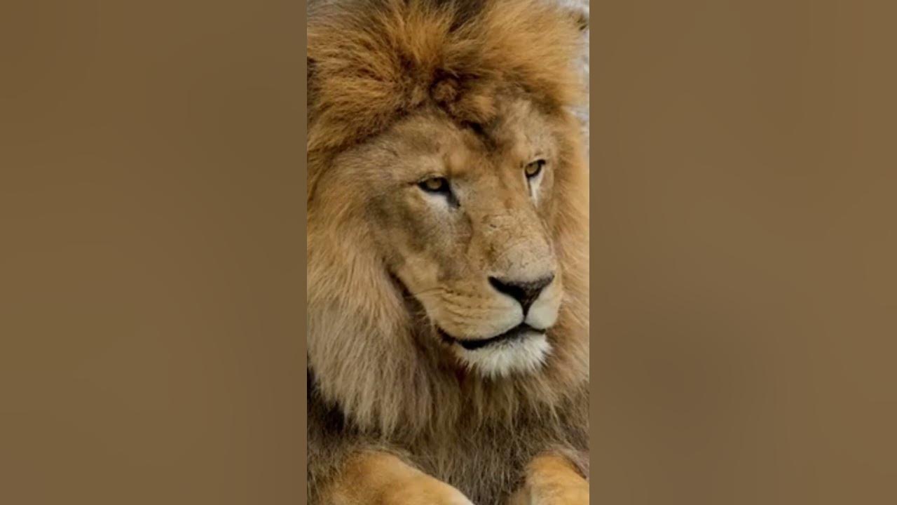 babaar-sher-does-babbar-sher-mean-youtube