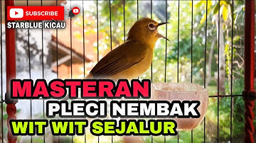MASTERAN PLECI NEMBAK WIT WIT SEJALUR