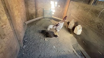 Hom plaub qaib twg thiaj zoo thiab khom.