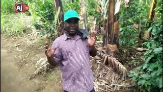TAZAMA MAAJABU YA MMEA WA KAHAWA USILOLIJUA (episode1)