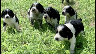 English Springer Spaniels - First litter of summer 2022 by Good Honest Living 1,489 views 1 year ago 8 minutes, 19 seconds