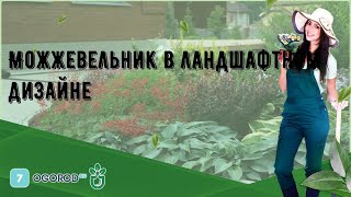 Можжевельник в ландшафтном дизайне