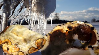 картинка: Коллекционирование разноцветных речных камней: агатов, яшм и окаменелого дерева #ColorfulAgates