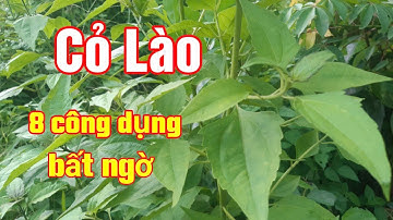 8 công dụng bất ngờ của cây Cỏ Lào (Cây Cộng Sản) cho sức khoẻ| Hằng Lê HG85