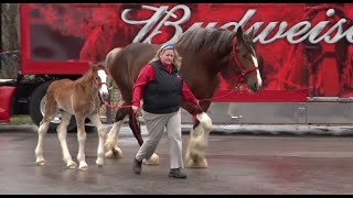 Behindthescenes look at the home of the Budweiser Clydesdales