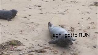 Sea Doggo        Part 1