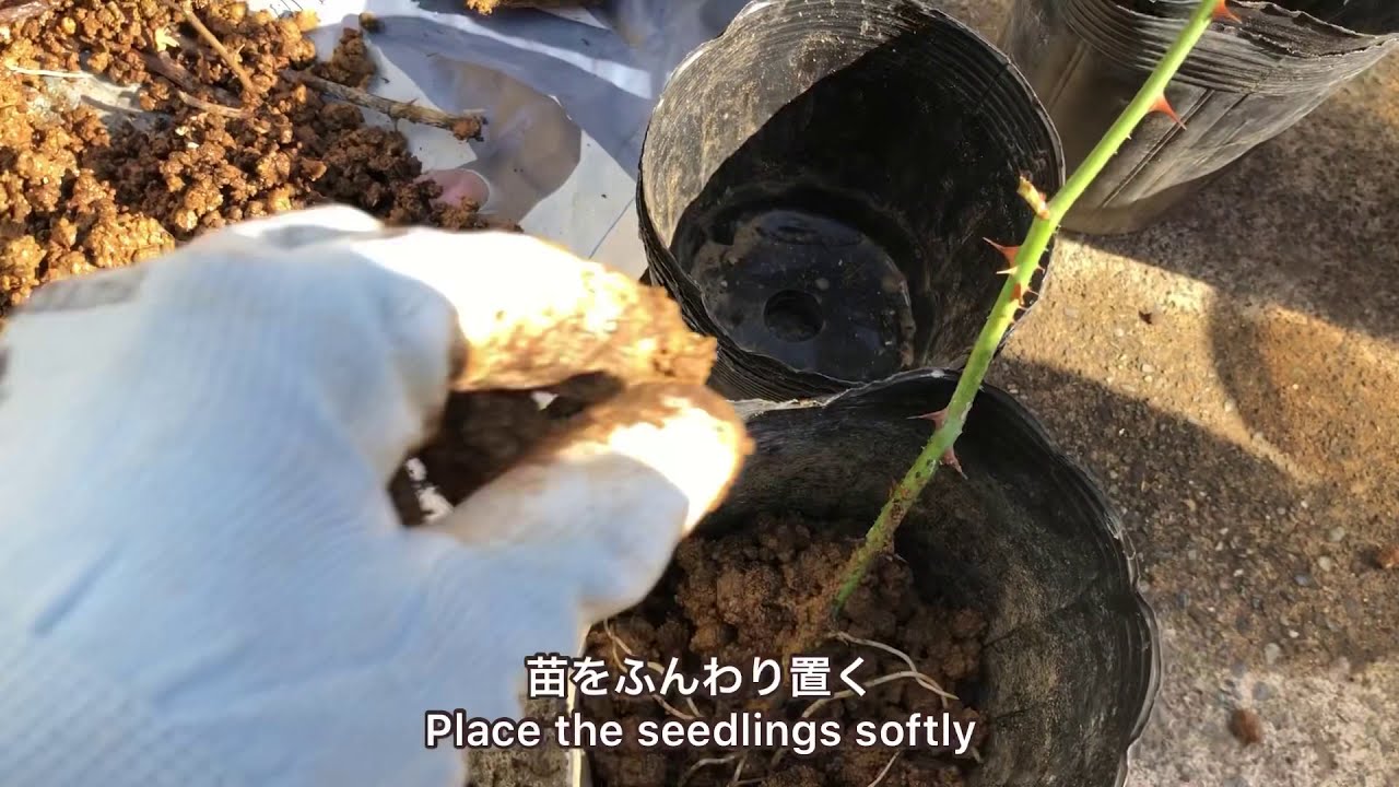 成功率60 バラの挿し木 2ヶ月経過 鉢上げしました Rose Cutting Youtube 成功率60 バラの挿し木 2ヶ月経過 鉢上げしました Rose Cutting Youtube