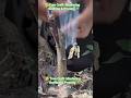 Grafting wizard 🧙‍♂️#gardentips #graftingtechniques #fruit_grafting #gardening101 #gardening #penjin