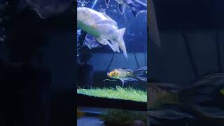 Fish Feeding Time 🐠 | Satisfying Aquarium Shorts #facts