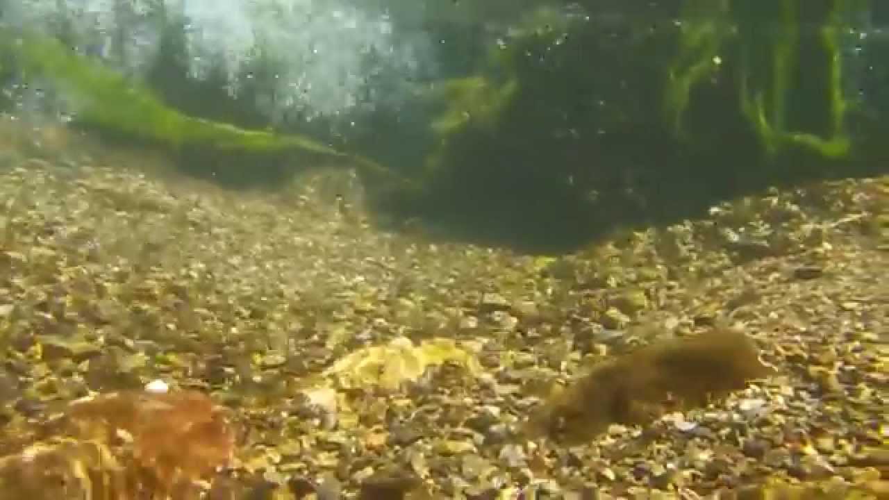 ヤマトヌマエビが生息する川 Youtube