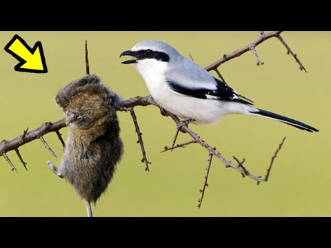 Video: ¿Los alcaudones comen otras aves?