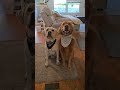 Shadow and Chance get a new shirt 👕 💚 #dogs