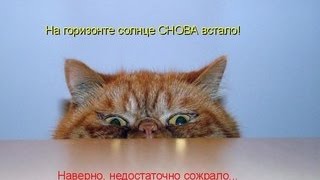 ПРИКОЛЫ С ЖИВОТНЫМИ! Любопытные коты ПРИКОЛЫ С ЖИВОТНЫМИ! Любопытные коты