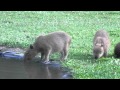 Capybara