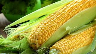 Вред кукурузы - это нужно знать