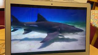 June 8, 2021 video Sharks