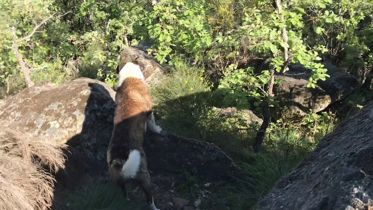 La caza y las cabras no son compatibles.