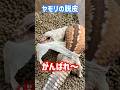ヤモリの脱皮がんばれ〜！