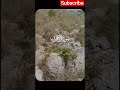 surah Al imran#quranrecitation#quran#tilawat#urdu tarjumah#islamicvideo#surah#duet#love#