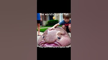 The World’s Ugliest Fish? Wait Until You See This 😳 #viralshorts #blobfish #viral