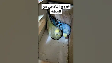 خروج البادجي من البيضة 