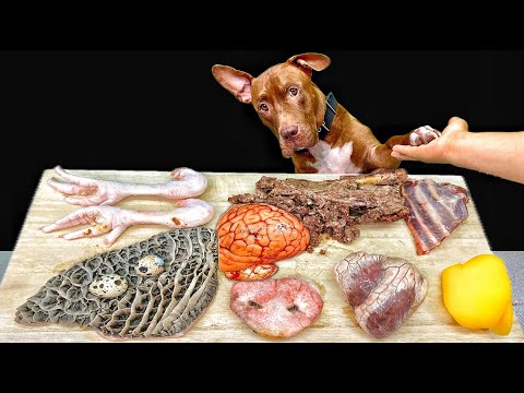 気持ちいい咀嚼音!ピットブルが骨付き肉を豪快に噛み砕くASMR