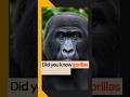 Gorillas: Our Powerful Primate Cousins