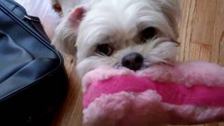 The Adventures of Bambi & Lexi  The World's Cutest Maltese & Shihtzu