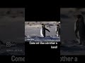 A King Penguin Waddles Back To The Colony With A Belly That S Way Too Full 