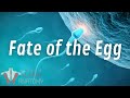 Fate of the Egg | The Female Reproductive System | Part 3