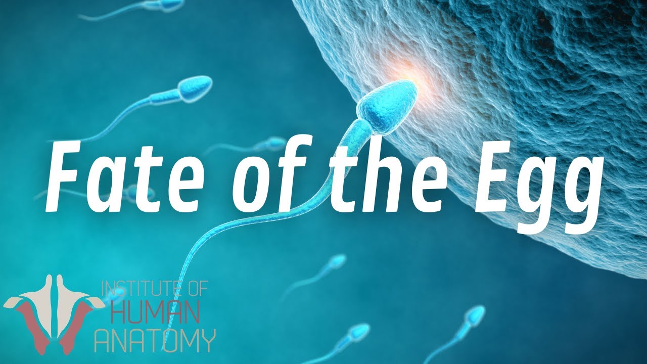 Fate of the Egg | The Female Reproductive System | Part 3