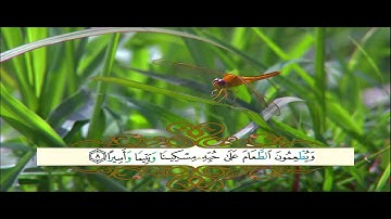 محمود الشحات محمد انور سورة الانسان من 1-20