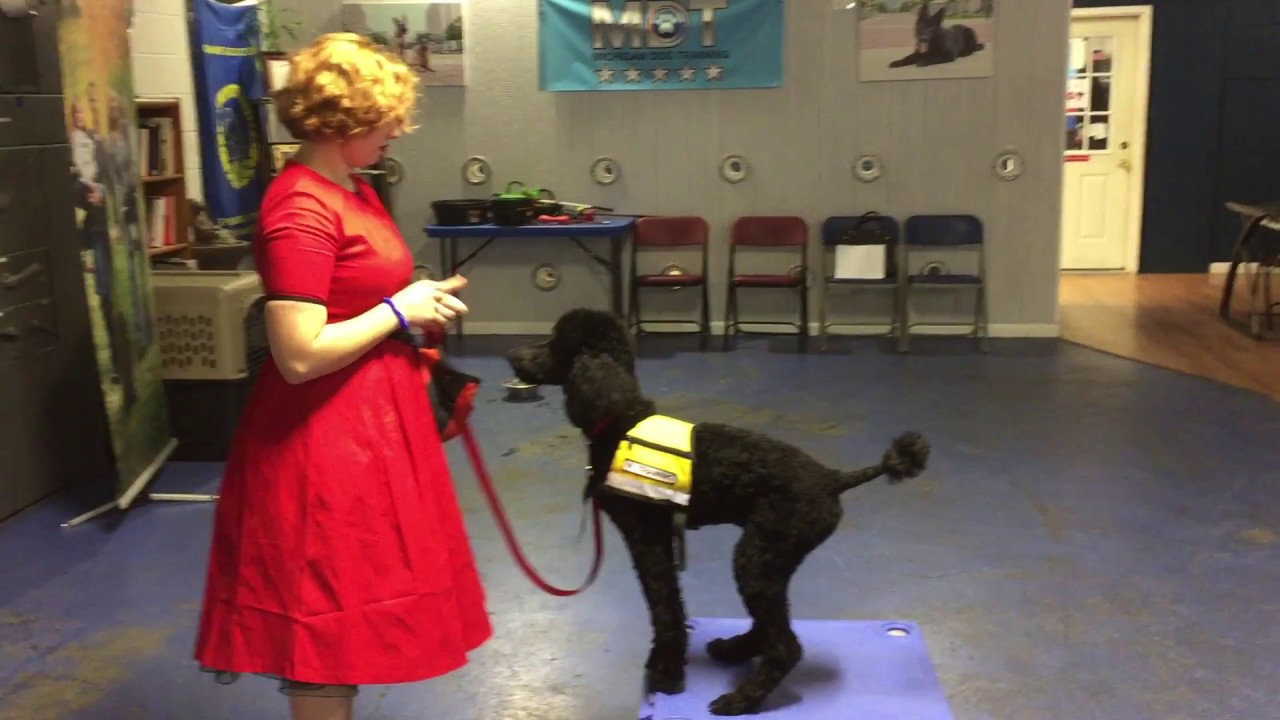 Teach your dog to stand