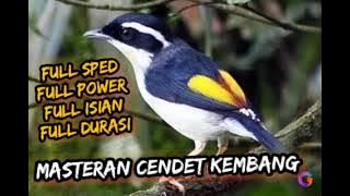 CENDET KEMBANG GACOR - SUARA BEDA DARI YANG LAIN